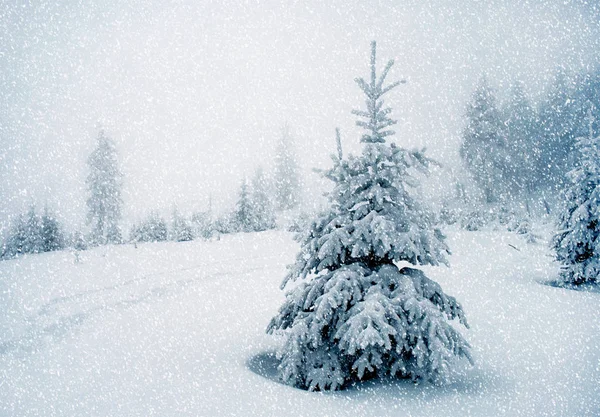 Bela Paisagem Inverno Com Abetos Cobertos Neve Nevoeiro Cárpatos Ucrânia — Fotografia de Stock