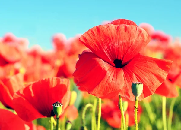 Mooie Klaprozen Bloeien Temidden Van Papavervelden Pastel Kleuren — Stockfoto