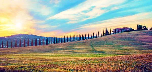 Волшебный Пейзаж Полем Линией Кипарисов Тоскане Италия Восходе Солнца — стоковое фото