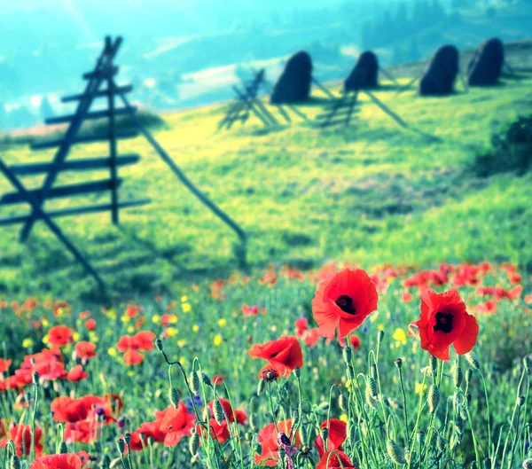 Fantasztikus Táj Háttérben Friss Vágott Reggeli Köd Napkeltekor Virágok Pipacsok — Stock Fotó