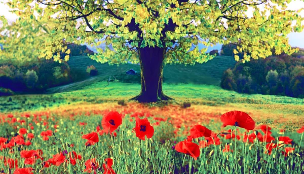 Beautiful autumn landscape with a lonely tree and poppies (meditation, harmony, anti-stress, prosperity - concept)