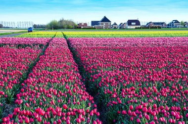 Bir muhteşem mistik çarpıcı büyülü bahar yatay, Hollanda'da bir lale alan. Büyüleyici yerleri.