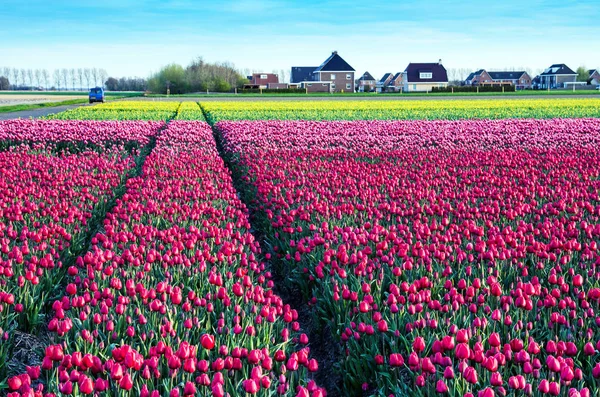 Fabuleux Paysage Printanier Magique Mystique Avec Champ Tulipes Hollande Endroits — Photo