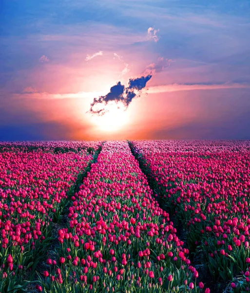Pohádková Mystická Kouzelná Jarní Krajina Tulipánem Půl Míle Pozadí Zamračené — Stock fotografie