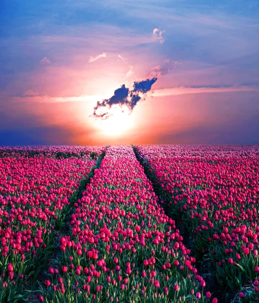 Fairytale mystical stunning magical spring landscape with tulip half a mile on the background of a cloudy sky at sunrise in Holland. Charming places.