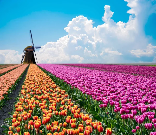 Beau Paysage Printanier Magique Avec Champ Tulipes Des Moulins Vent — Photo