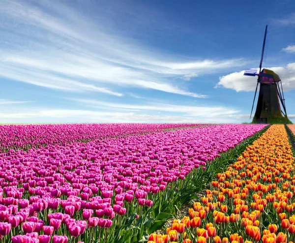 Волшебный Весенний Пейзаж Полем Тюльпанов Ветряными Мельницами Фоне Облачного Неба — стоковое фото