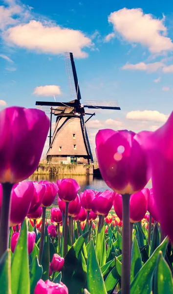 Prachtig Magisch Voorjaarslandschap Met Een Tulpenveld Windmolens Achtergrond Van Een — Stockfoto