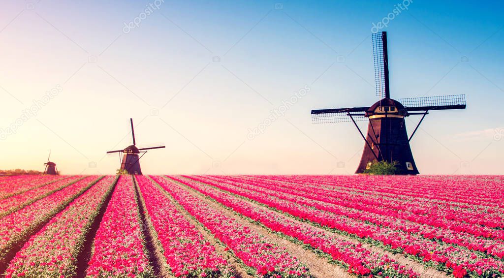 Beautiful magical spring landscape with a tulip field and windmills in the background of a cloudy sky in Holland. Charming places.