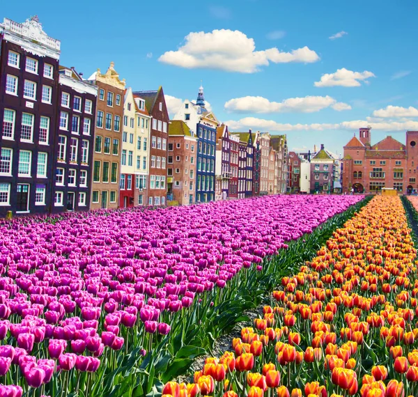 Zespolone Pejzaż Holenderski Atmosfery Amsterdam — Zdjęcie stockowe