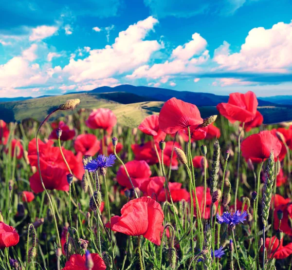 Prachtige Landschap Van Papaver Wilde Bloemen Een Achtergrond Van Bergen — Stockfoto