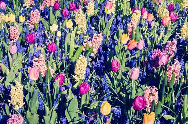 さまざまな色から春背景テクスチャ — ストック写真