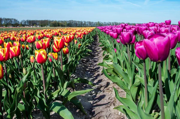 Beau paysage printanier avec des tulipes dans les champs de Hollande . — Photo