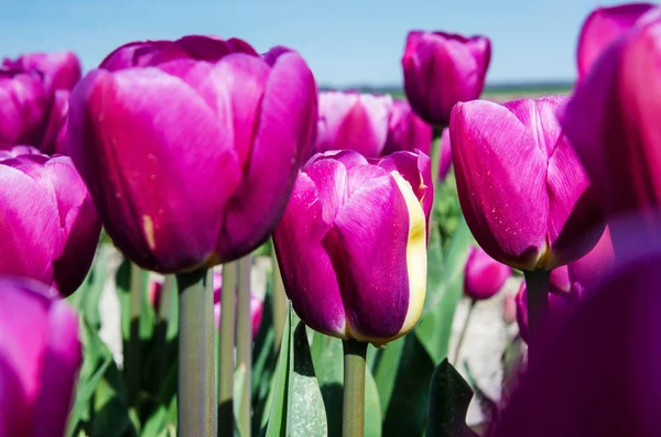 Wunderschöne Frühlingslandschaft mit Tulpen auf den holländischen Feldern — Stockfoto