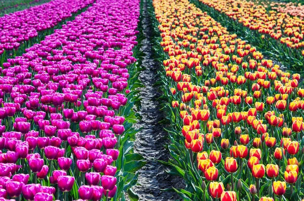 Prachtige lente landschap met tulpen in de velden van Holland. — Stockfoto
