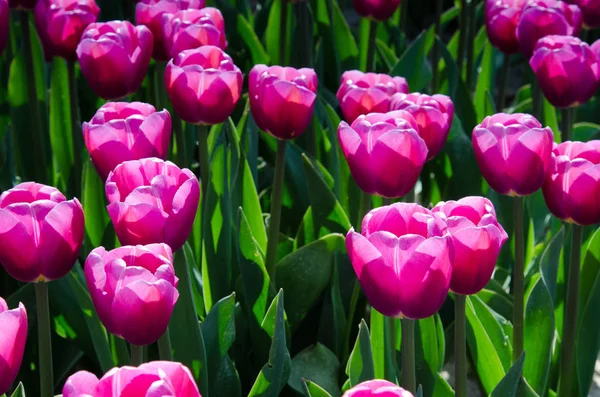 Krásný Jarní krajina s tulipány v oblasti Holandska — Stock fotografie