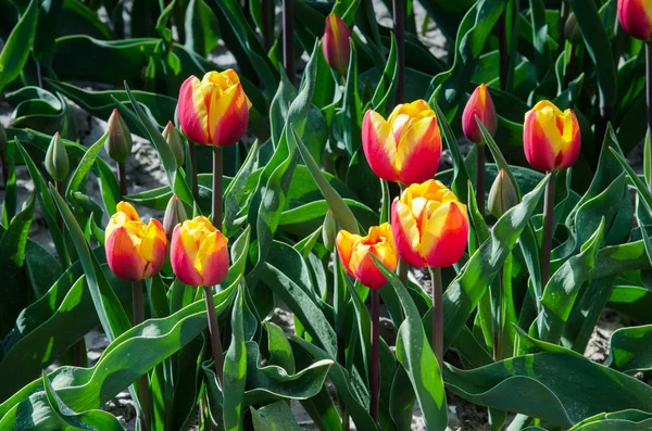 Wunderschöne Frühlingslandschaft mit Tulpen auf den holländischen Feldern — Stockfoto