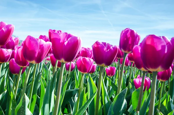 Beau paysage printanier avec des tulipes dans les champs de Hollande . — Photo