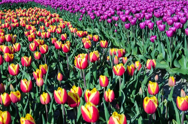 Mooi voorjaar optimistisch landschap-patroon met tulpen in de — Stockfoto