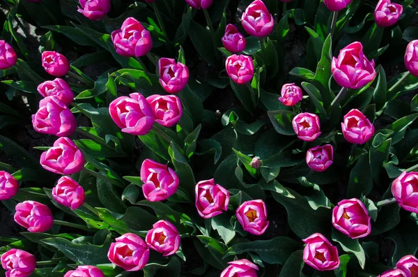 Ein origineller kreativer Blick auf die Tulpen von oben. Frühjahrspatte — Stockfoto