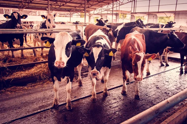 Imagem agrária bonita com vacas em uma fazenda moderna — Fotografia de Stock