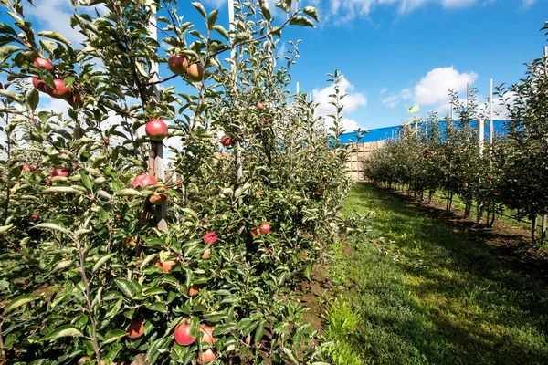Красивий оптимістичний пейзаж з яблуками в яблучному саду — стокове фото