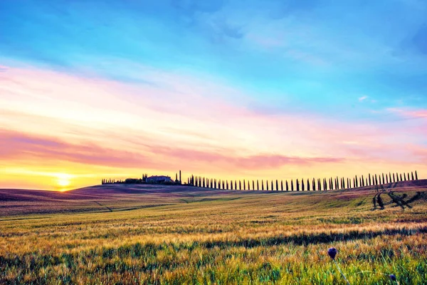 Prachtige magische landschap met een veld en een lijn van Cypress i — Stockfoto