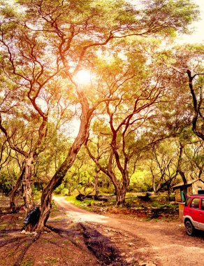 S bir zeytinlik bir yol ile güzel, mistik manzara