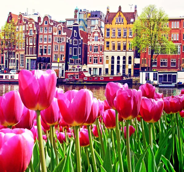 Beautiful magic spring landscape with tulips  and old Dutch buil — Stock Photo, Image