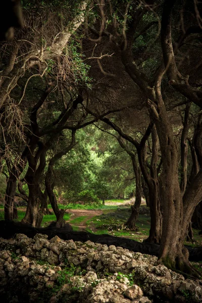 Mystic fantastic landscape with an arch in an olive grove in Gre — Stock Photo, Image