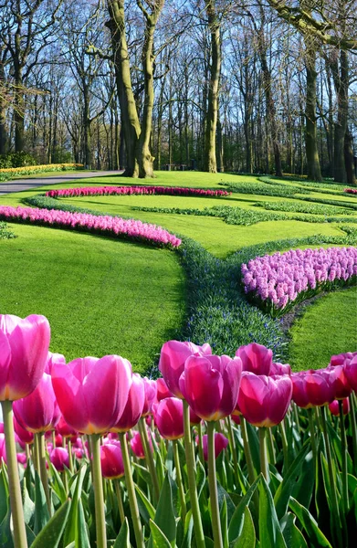 Magická krajina s tulipány v královském parku květin na Ko — Stock fotografie