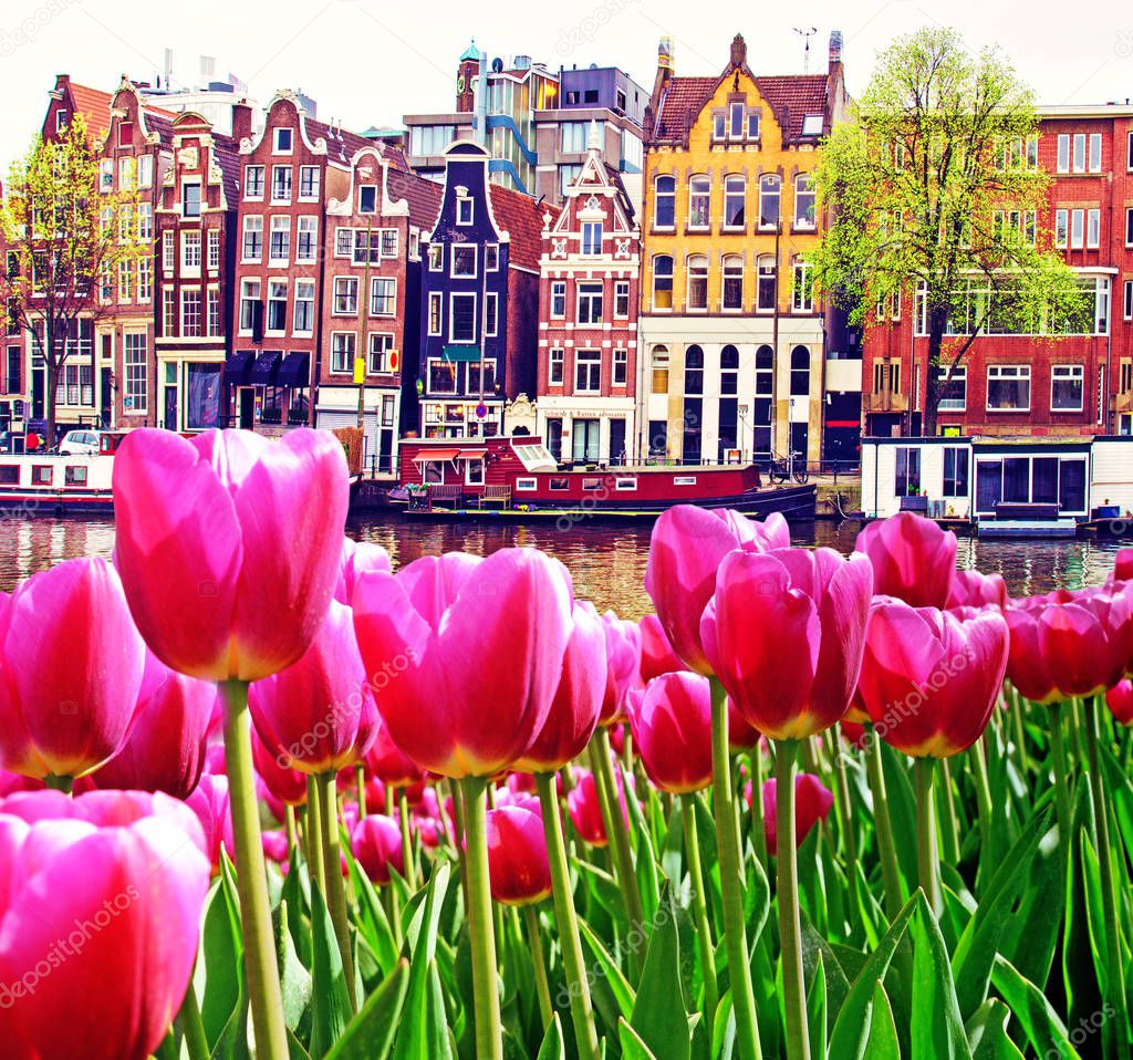 Beautiful magic spring landscape with tulips  and old Dutch buil