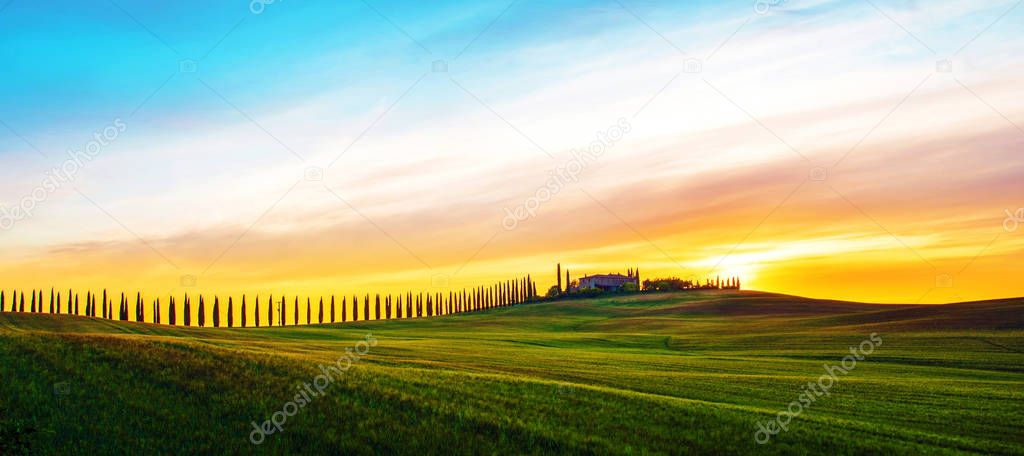 Beautiful magical landscape with a field and a line of cypress i