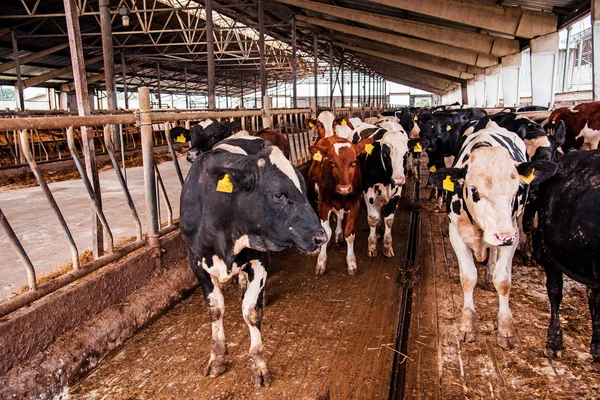 Imagem agrária bonita com vacas em uma fazenda moderna — Fotografia de Stock