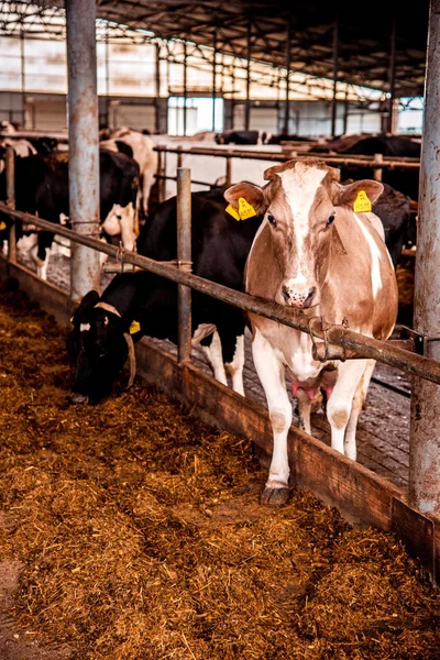 Grande vaca close-up em uma fazenda moderna em um complexo de criação de gado — Fotografia de Stock