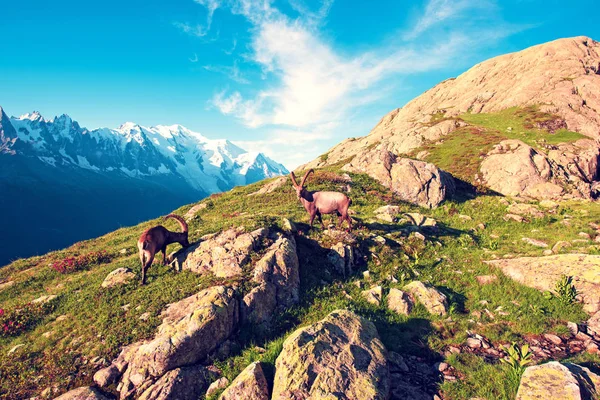 Encantador paisaje de montaña con cabras de montaña en el francés A —  Fotos de Stock