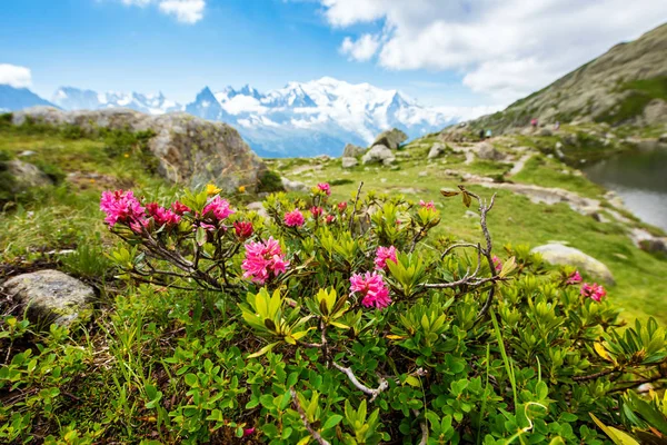 Fransız Alpleri, bölge La B orman gülü ile Fantastik görünümü