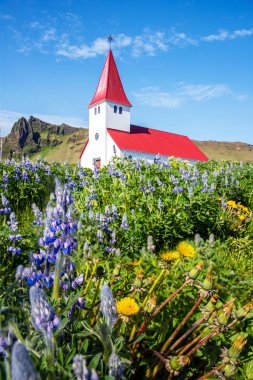 Ünlü Vik kilisesi (Vikurkirkja) ve lupine ve da çiçekleri