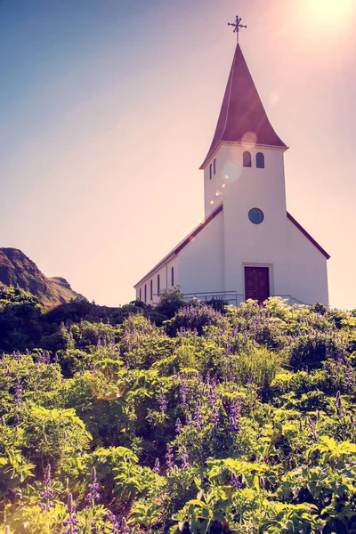 Ünlü Vik kilisesi (Vikurkirkja) ve Buz lupine çiçekleri — Stok fotoğraf