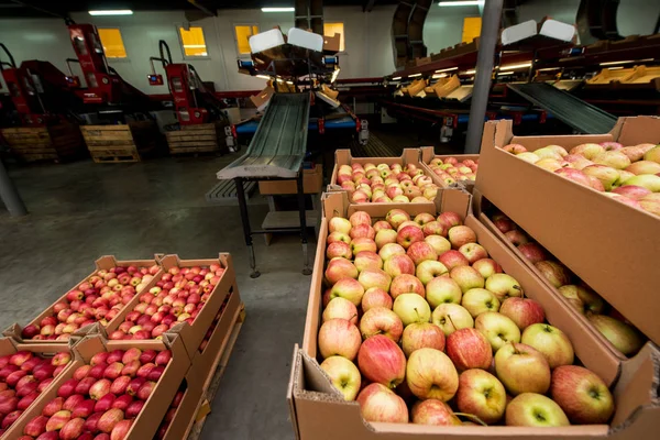 Яблоки в картонных коробках на фруктовой фабрике с упаковочным оборудованием — стоковое фото