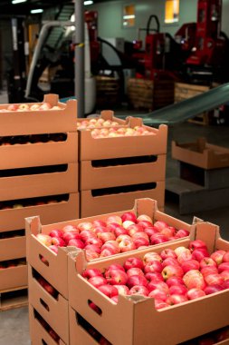 İklimsel yapılmış bir meyve fabrikası'nda karton kutular içinde elma