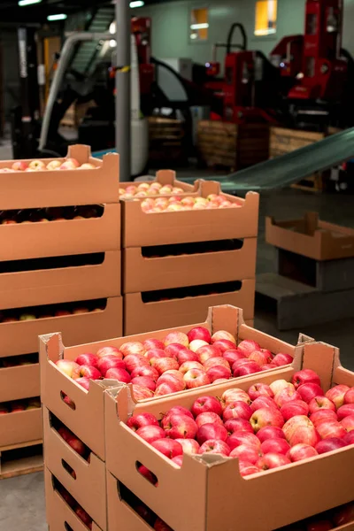 İklimsel yapılmış bir meyve fabrikası'nda karton kutular içinde elma