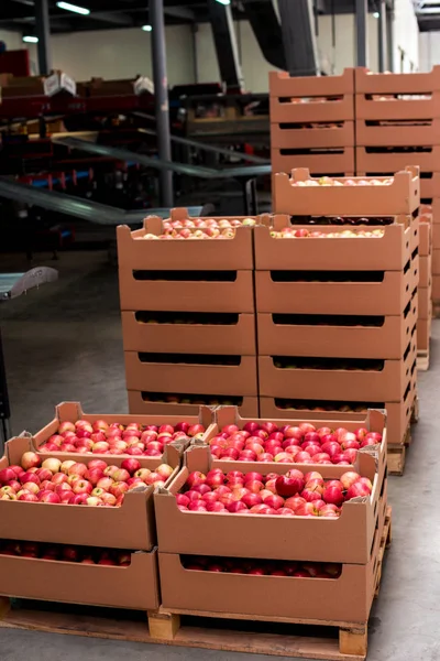 İklimsel yapılmış bir meyve fabrikası'nda karton kutular içinde elma