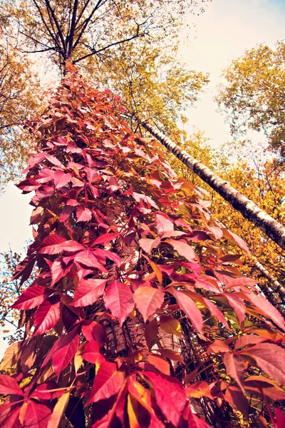 Magiczny jesienny krajobraz z czerwonymi listwami dzikich winogron na Tre — Zdjęcie stockowe