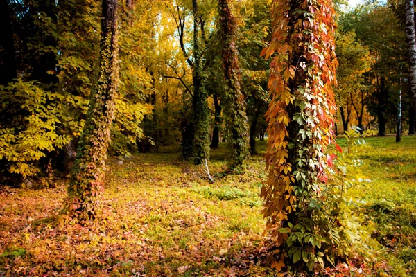 Mistyczne jesienny krajobraz z kolorowymi listwami dzikich winogron na — Zdjęcie stockowe