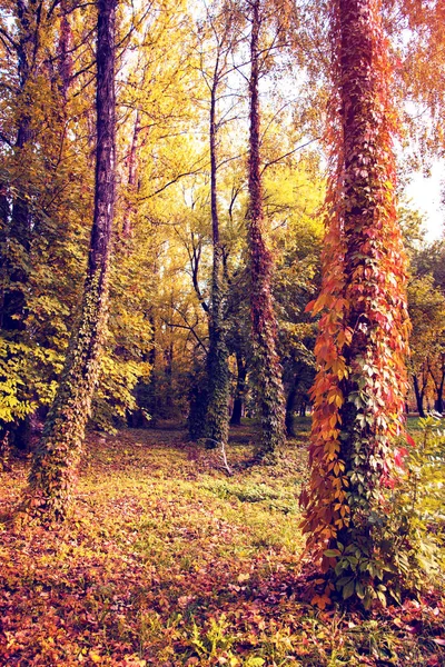Misztikus őszi táj, színes levelei vadon élő szőlőből — Stock Fotó