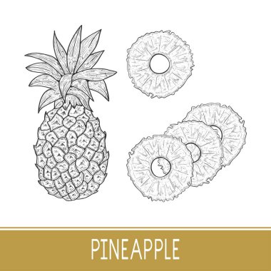 Ananas. Egzotik meyve. Kroki. Beyaz arka plan.