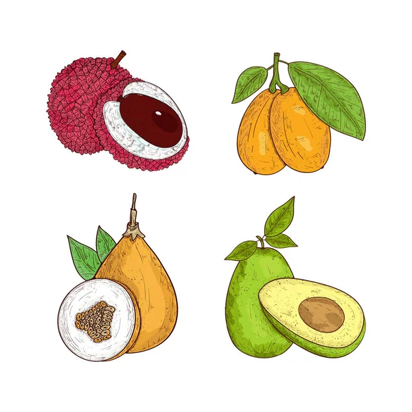 Tropische Früchte. gesetzt. Lichee, Kumquat, Granadilla, Avocado. Skizze. — Stockvektor