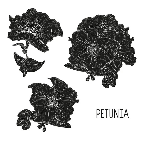 Petunia. Flor. Boceto. Listos. Monocromo. Silueta negra sobre fondo blanco . — Archivo Imágenes Vectoriales