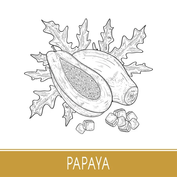 Papaya. Fruta tropical, hoja. Boceto. Monocromo — Archivo Imágenes Vectoriales